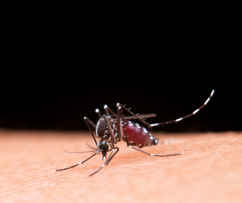 mosquito mosquito
