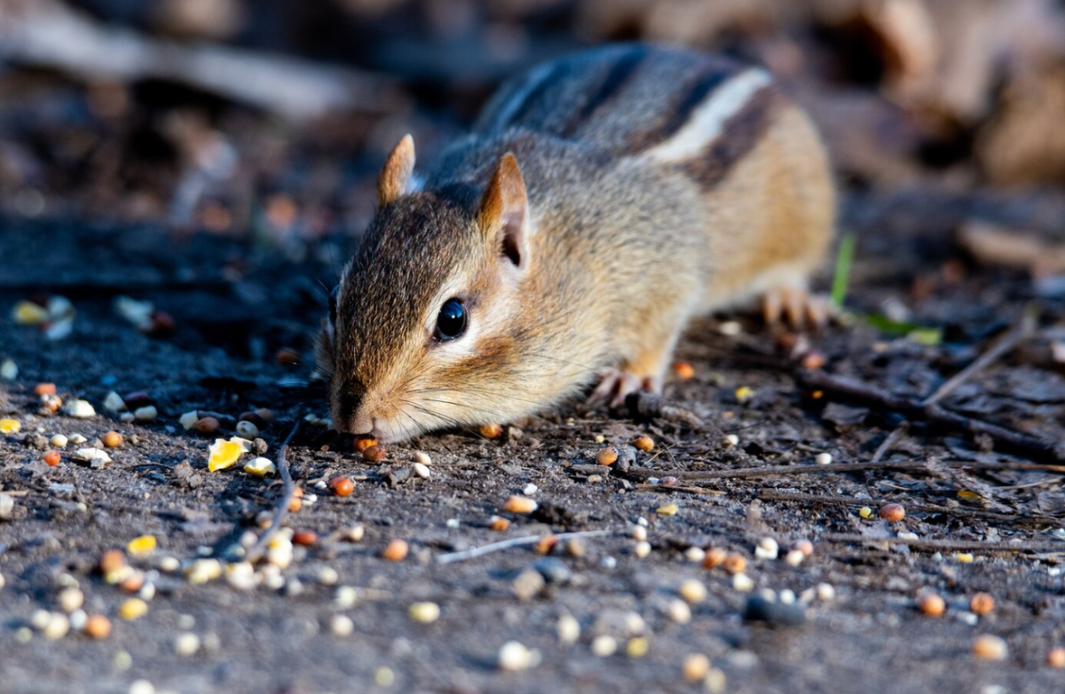 squirrels squirrels